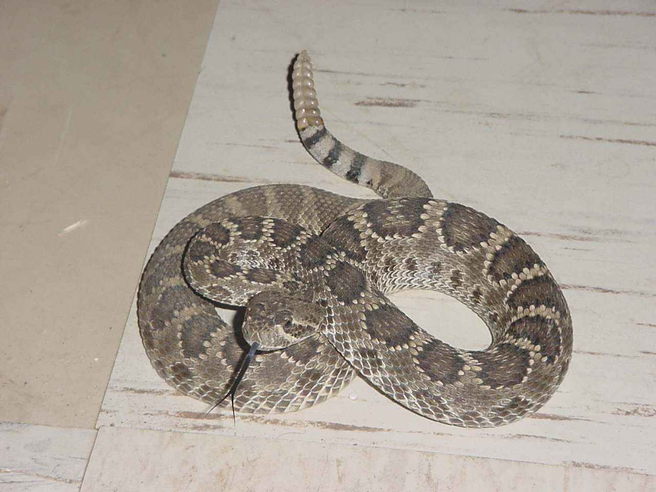 f mojave2.JPG [205 Kb]